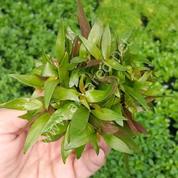 Alternanthera reineckii mini kerala İTHAL ADET