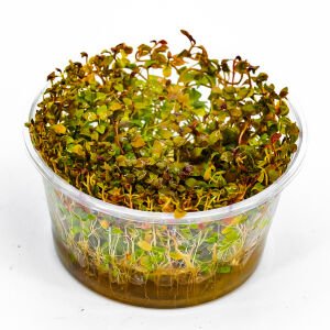 Ludwigia mini super red IN VITRO CUP