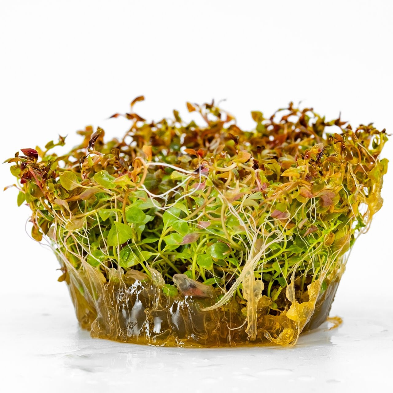 Ludwigia mini super red IN VITRO CUP