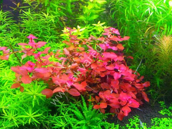 Ludwigia mini super red IN VITRO CUP