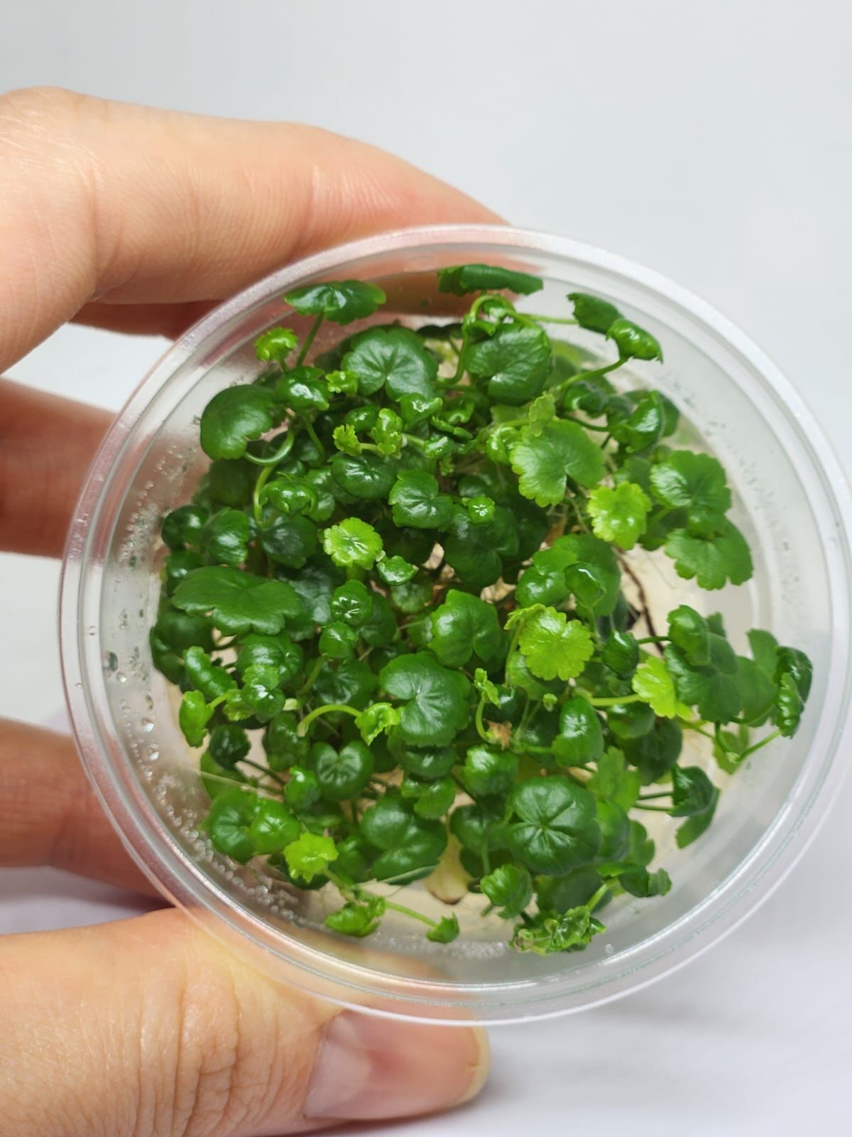 Hydrocotyle sibthorpioides IN VITRO CUP