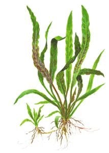 Tropica - Cryptocoryne albida Brown SAKSI