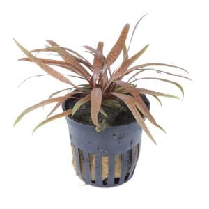 Tropica - Cryptocoryne albida Brown SAKSI