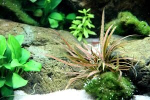 Tropica - Cryptocoryne albida Brown SAKSI