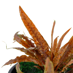 Tropica - Cryptocoryne albida Brown SAKSI