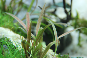 Tropica - Cryptocoryne albida Brown SAKSI