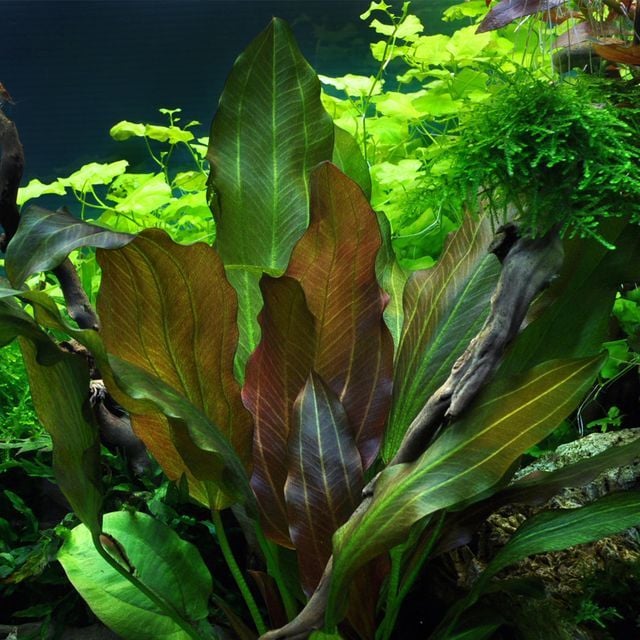 Echinodorus reni ADET