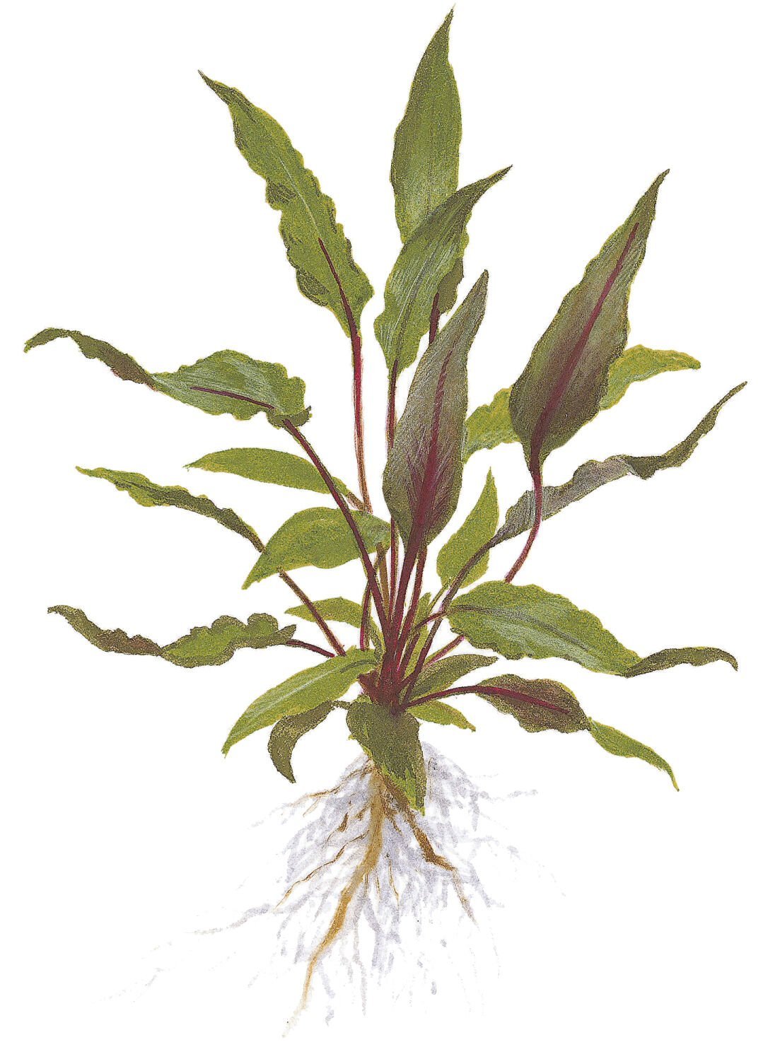 Tropica - Cryptocoryne beckettii Petchii SAKSI