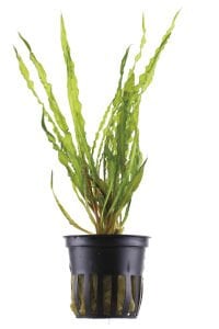 Tropica - Cryptocoryne crispatula SAKSI