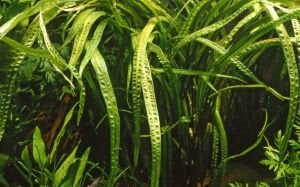 Tropica - Cryptocoryne crispatula SAKSI