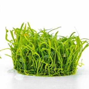 Lilaeopsis novaezelandiae IN VITRO CUP