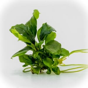 Bucephalandra wavy green EXVITRO