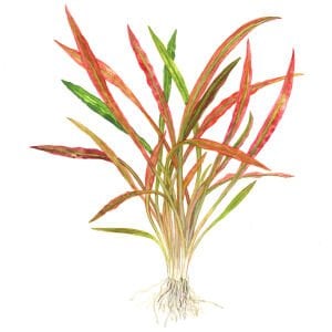 Tropica - Cryptocoryne spiralis Red SAKSI