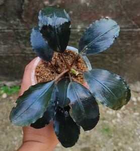 Bucephalandra blue moon ADET