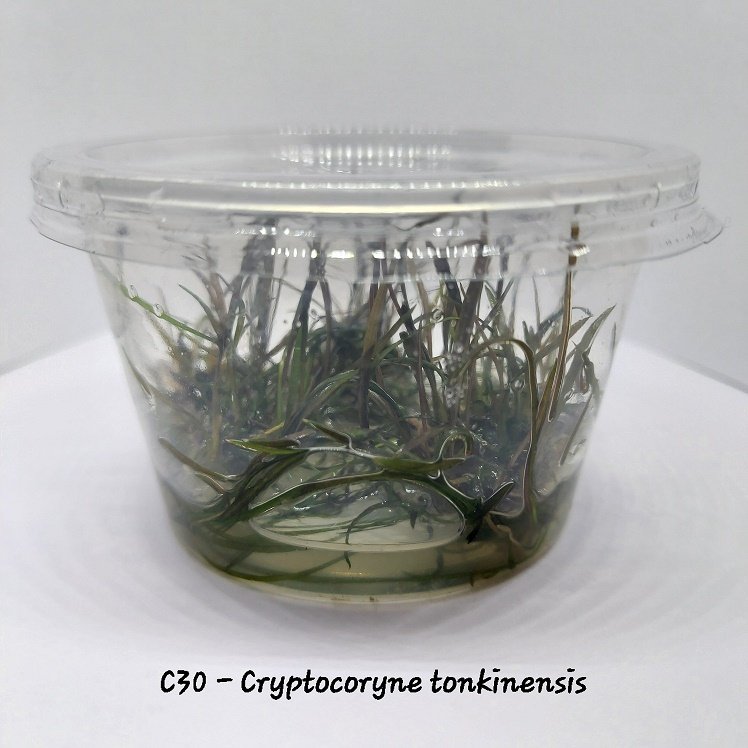 Cryptocoryne tonkinensis IN VITRO CUP