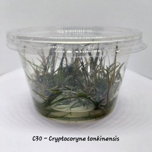 Cryptocoryne tonkinensis IN VITRO CUP