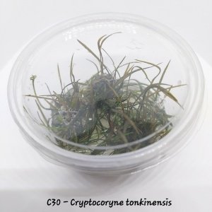 Cryptocoryne tonkinensis IN VITRO CUP