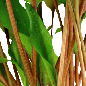 Tropica - Cryptocoryne undulata Broad Leaf SAKSI