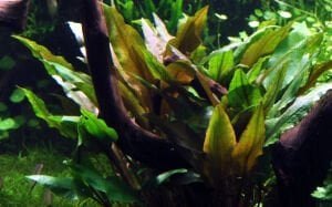 Tropica - Cryptocoryne undulata Broad Leaf SAKSI