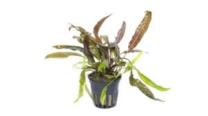 Tropica - Cryptocoryne usteriana SAKSI