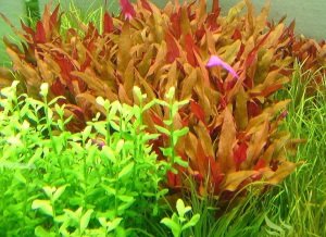 Alternanthera rosaefolia IN VITRO CUP