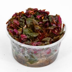 Alternanthera rosaefolia IN VITRO CUP