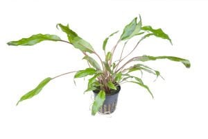 Tropica - Cryptocoryne wendtii Green SAKSI