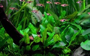 Tropica - Cryptocoryne wendtii Green SAKSI