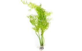 Ceratopteris siliquosa İTHAL BUKET ÖN SİPARİŞ