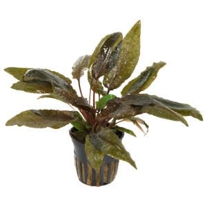 Tropica - Cryptocoryne wendtii Tropica SAKSI