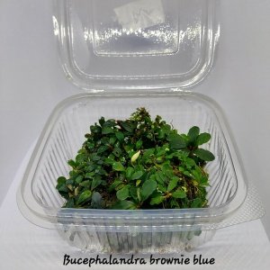 Bucephalandra brownie blue PORSİYON 10X10CM