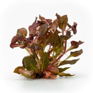 Alternanthera rosaefolia EXVITRO