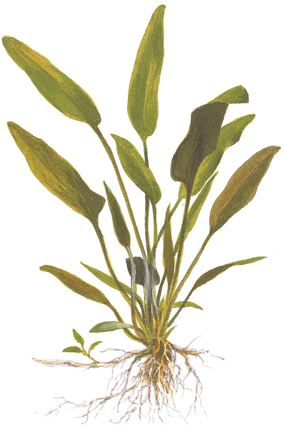 Tropica - Cryptocoryne x willisii SAKSI