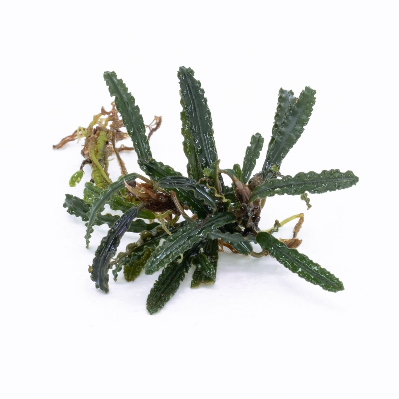 Bucephalandra catherinae 10x10cm PORSİYON