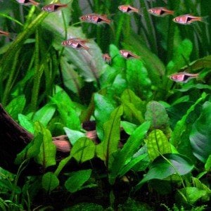 Cryptocoryne wendtii Green İTHAL BUKET ÖN SİPARİŞ