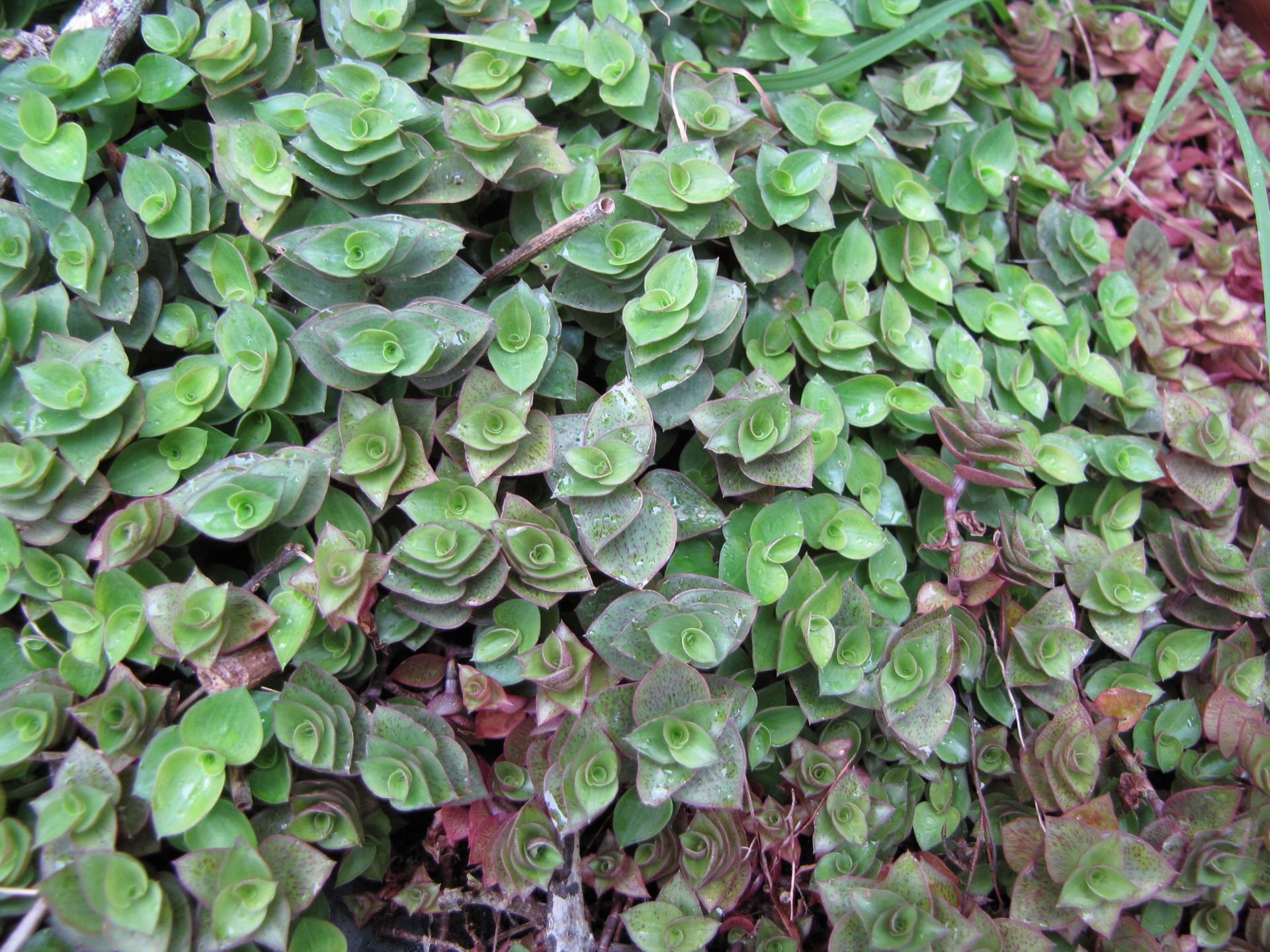 Callisia repens İTHAL BUKET