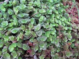 Callisia repens İTHAL BUKET