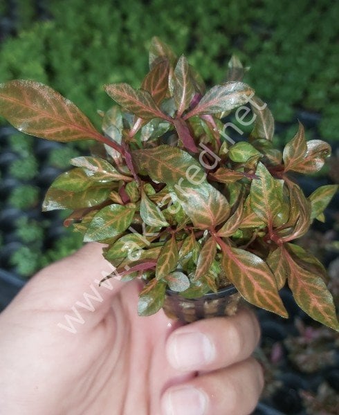 Alternanthera rosanervig SAKSI