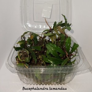 Bucephalandra lamandau classic 10X10 CM PORSİYON