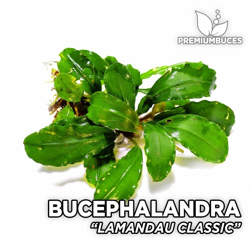 Bucephalandra lamandau classic 10X10 CM PORSİYON
