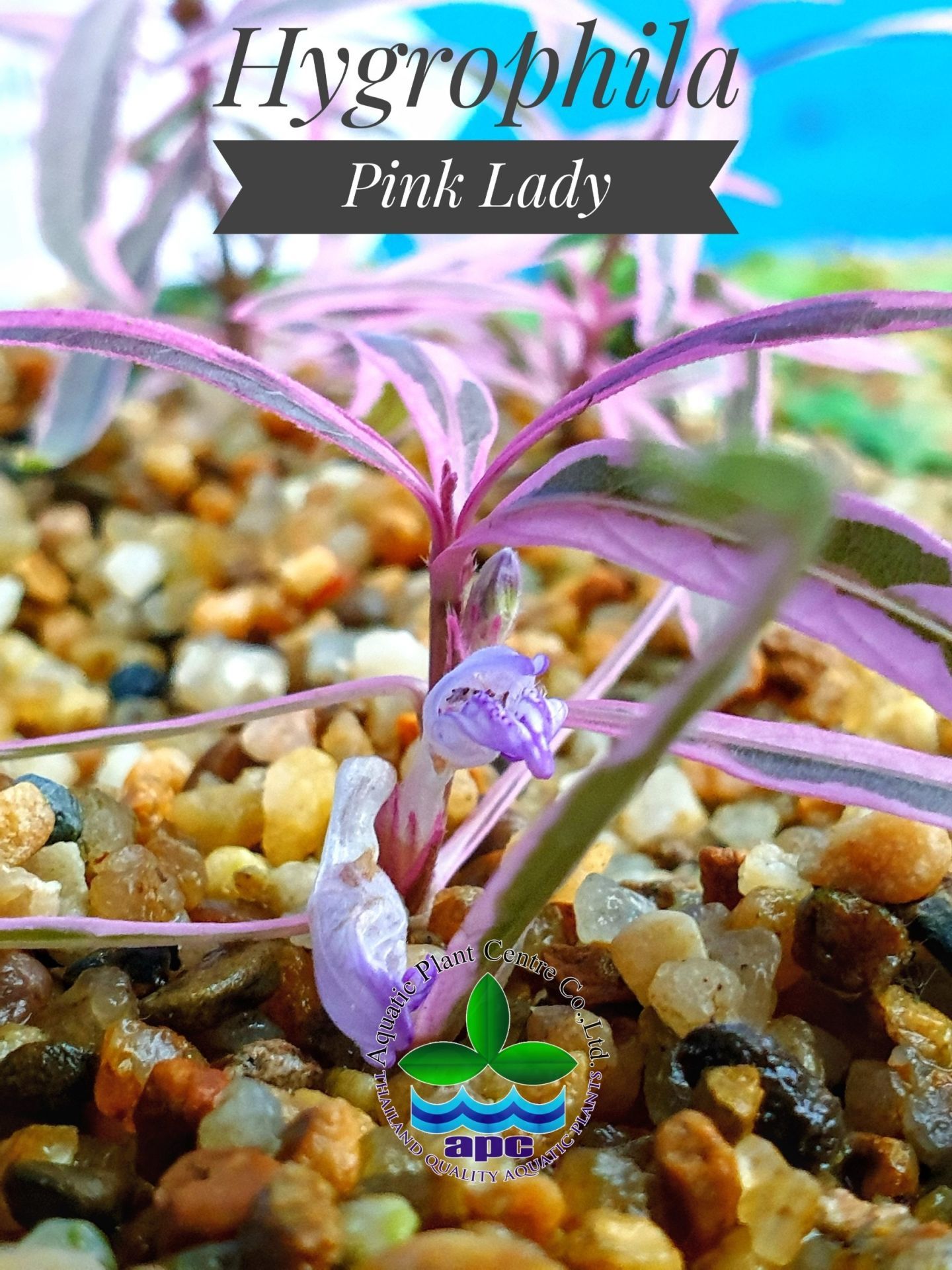 Hygrophila lancea araguaia pink lady SAKSI
