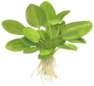 Tropica - Echinodorus Aquartica SAKSI