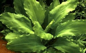 Tropica - Echinodorus Aquartica SAKSI