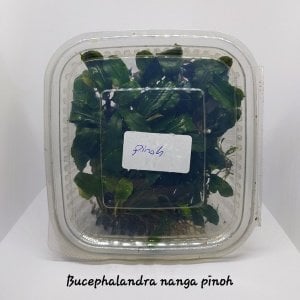 Bucephalandra nanga pinoh 10X10CM PORSİYON