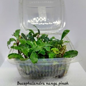 Bucephalandra nanga pinoh 10X10CM PORSİYON