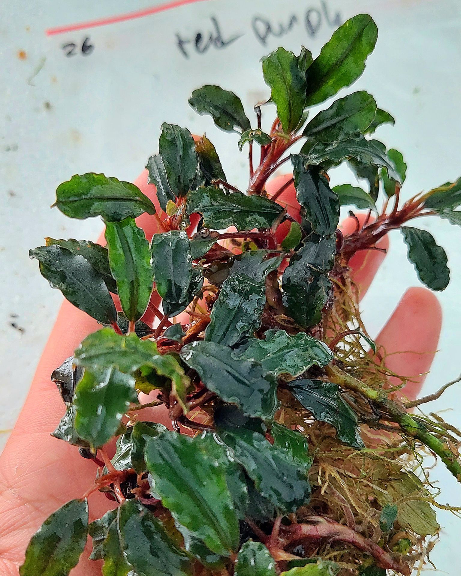 Bucephalandra red purple 10X10 CM PORSİYON