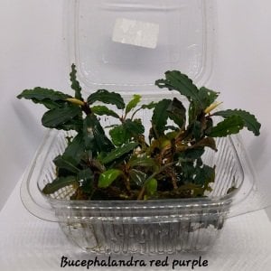 Bucephalandra red purple 10X10 CM PORSİYON
