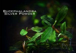 Bucephalandra silver powder 10X10 CM PORSİYON