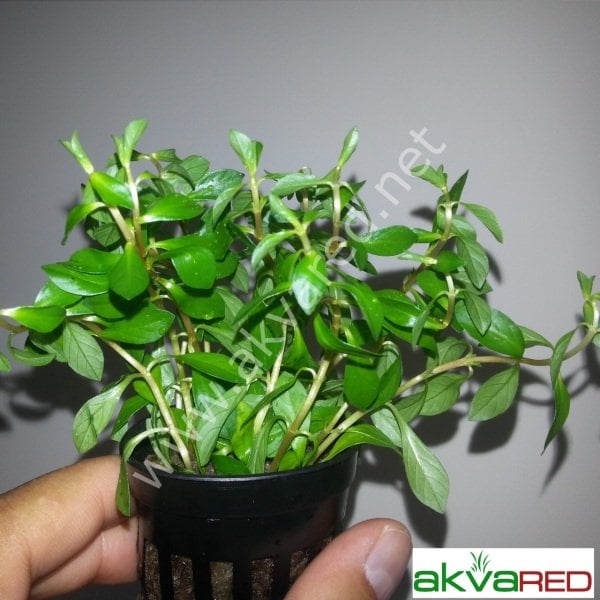 Ludwigia arcuata İTHAL BUKET ÖN SİPARİŞ