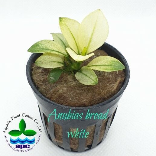 Anubias barteri BROAD WHITE ADET